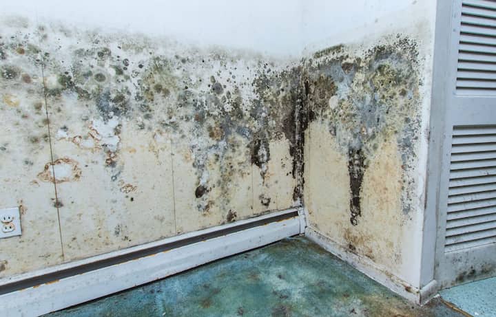 quality local mold removal companies suffolk
